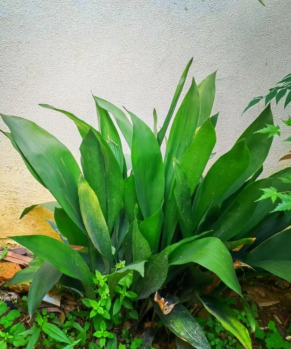 人養花，花旺人！6種「喜陰花」，最適合養客廳，花漂亮，人健康
