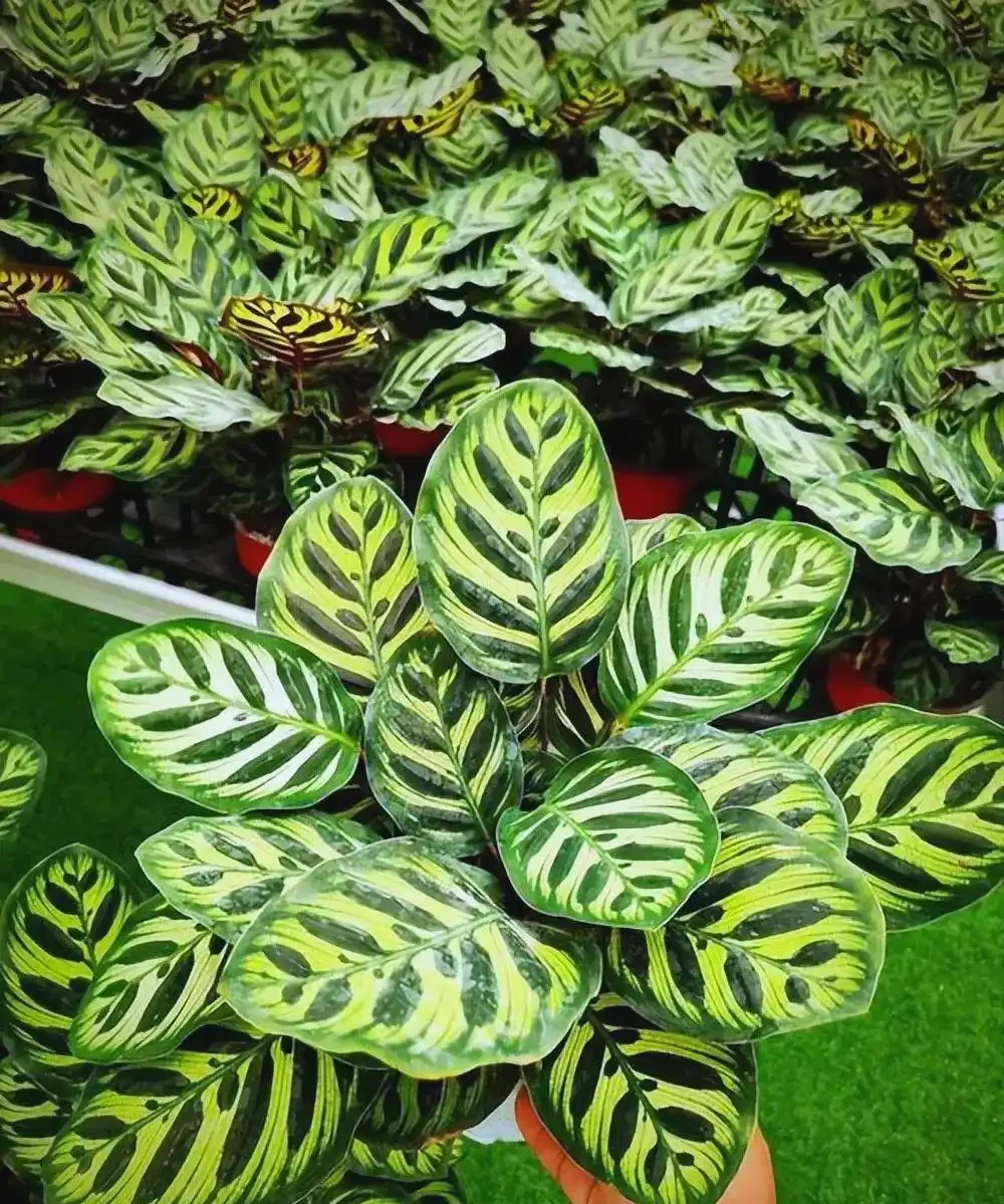 人養花，花旺人！6種「喜陰花」，最適合養客廳，花漂亮，人健康