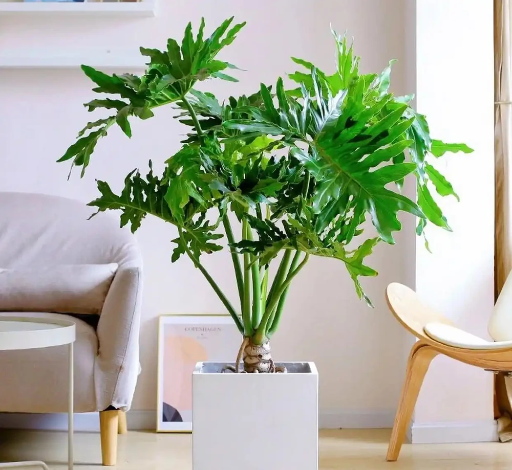 家裡光線差，就養「喜陰花」，這5種，好養有格調，喜歡的人很多