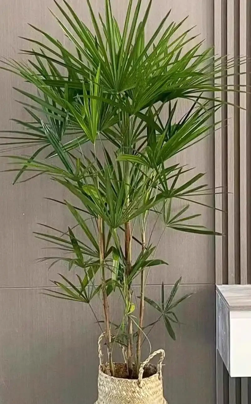 人養花，花旺人！6種「喜陰花」，最適合養客廳，花漂亮，人健康