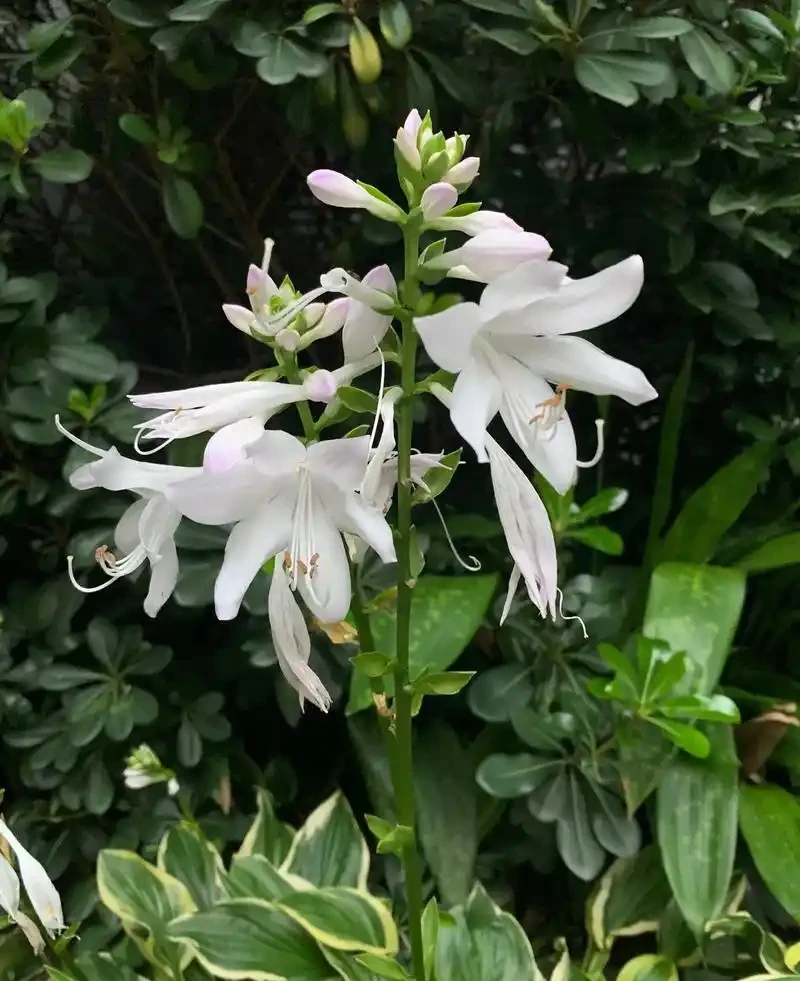 家裡光線差，就養「喜陰花」，這5種，好養有格調，喜歡的人很多