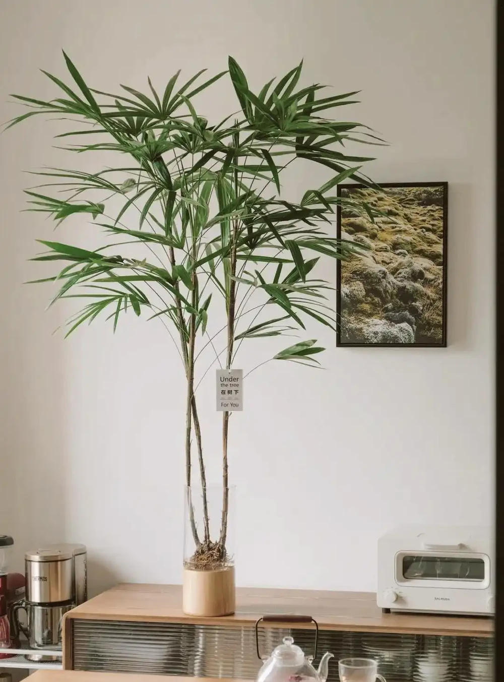 人養花，花旺人！6種「喜陰花」，最適合養客廳，花漂亮，人健康
