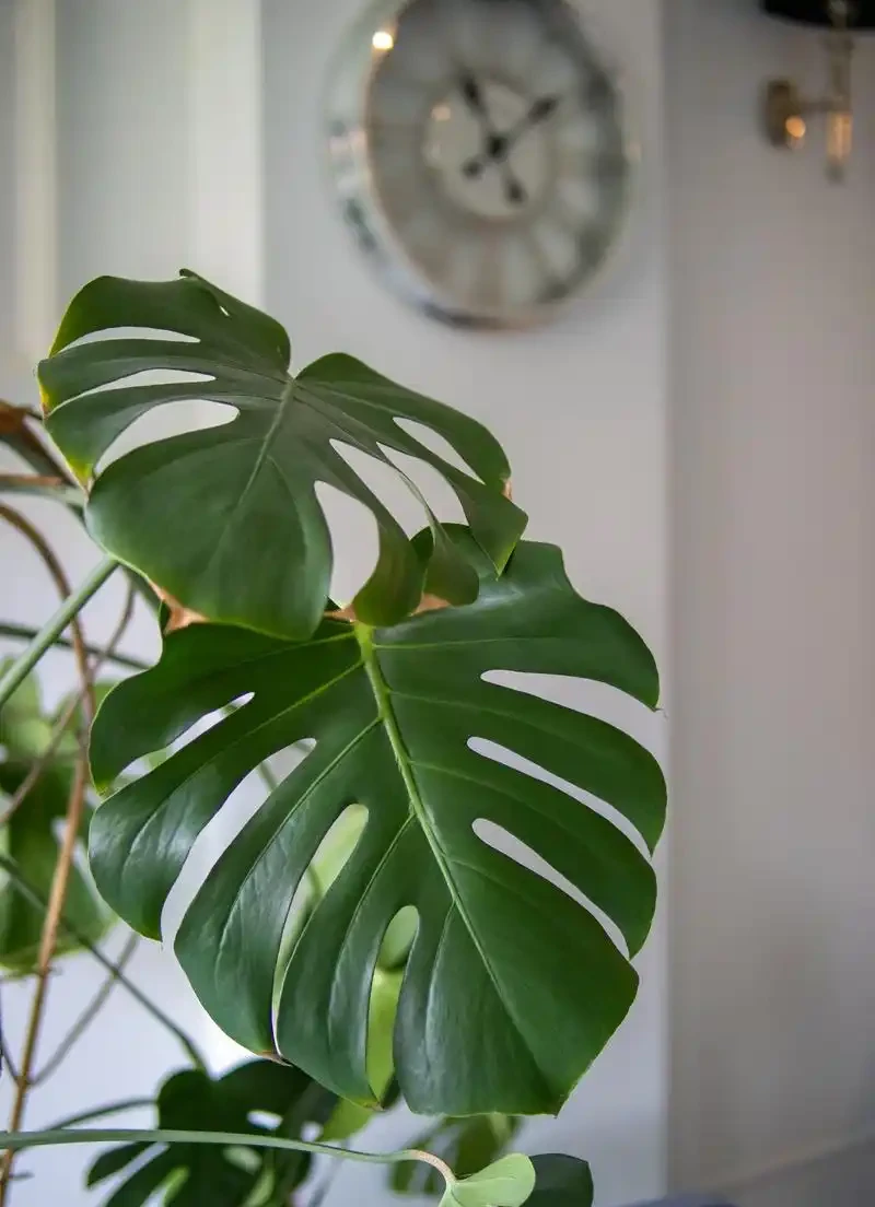家裡光線差，就養「喜陰花」，這5種，好養有格調，喜歡的人很多