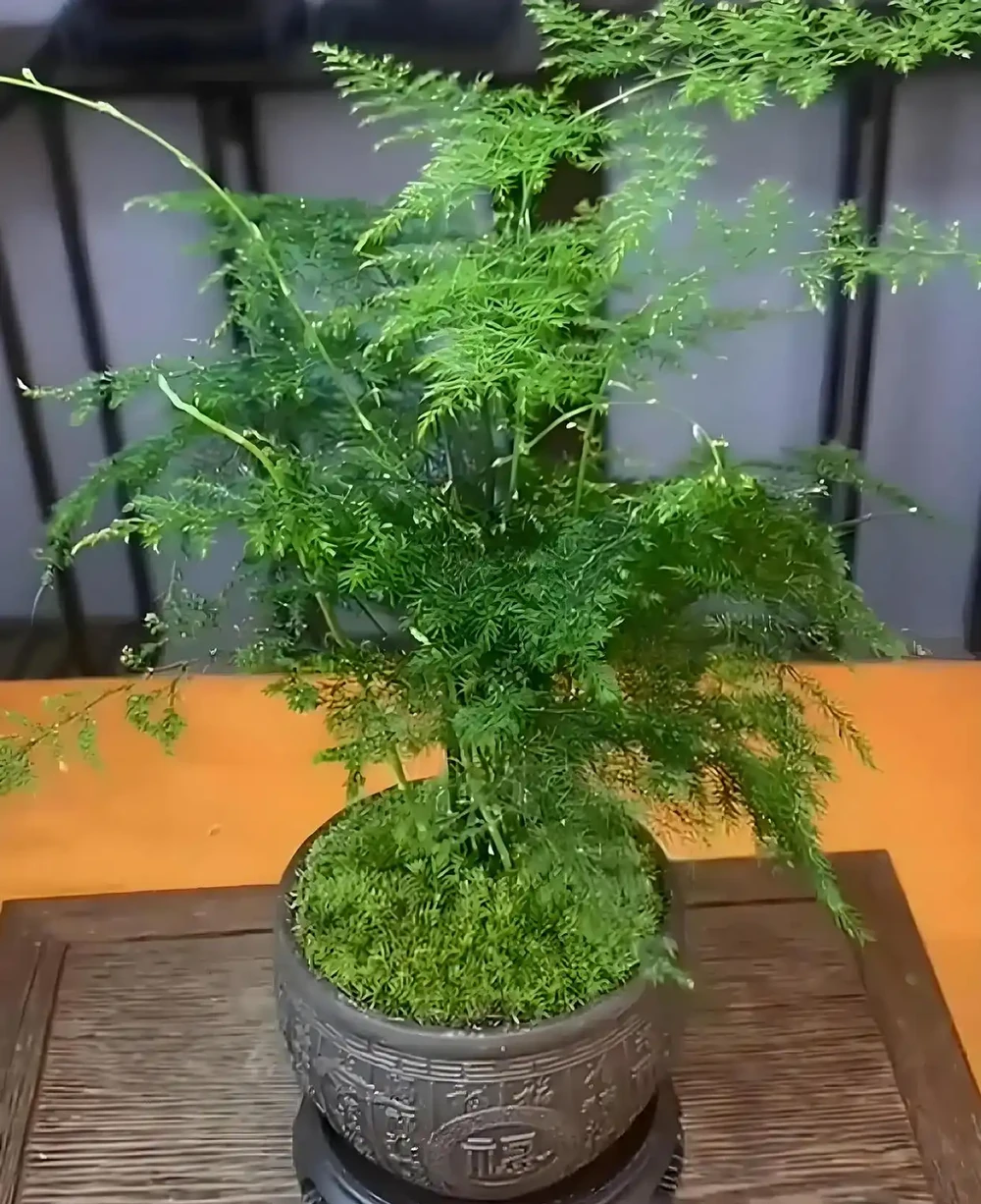 人養花，花旺人！6種「喜陰花」，最適合養客廳，花漂亮，人健康
