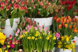 人養花，花旺人！6種「喜陰花」，最適合養客廳，花漂亮，人健康
