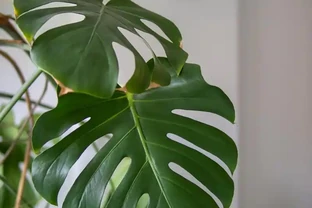 家裡光線差，就養「喜陰花」，這5種，好養有格調，喜歡的人很多