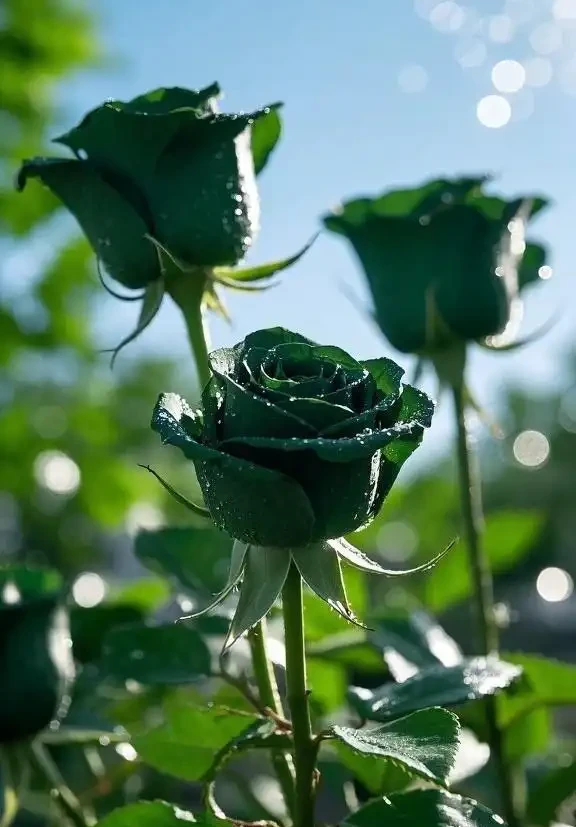 什麼顏色的玫瑰花最貴
