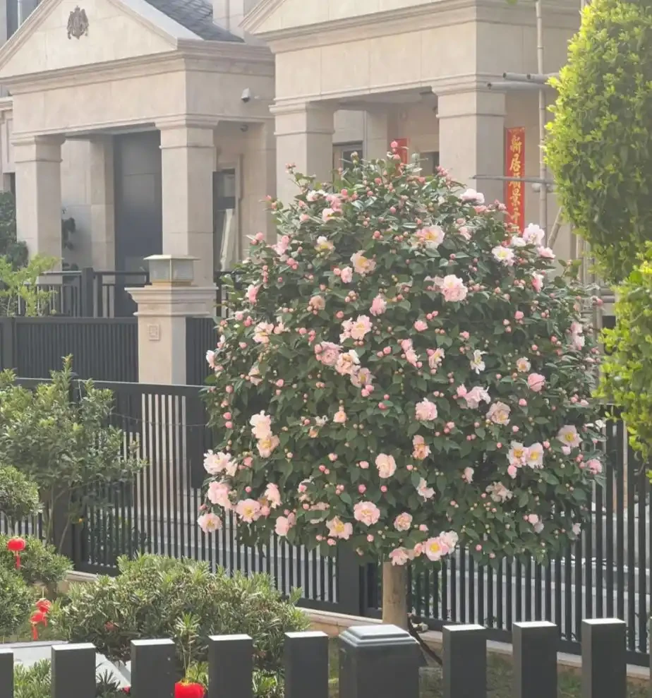 茶花最全養護指南,這麼養護,比玫瑰驚豔,花開滿盆,太美了!