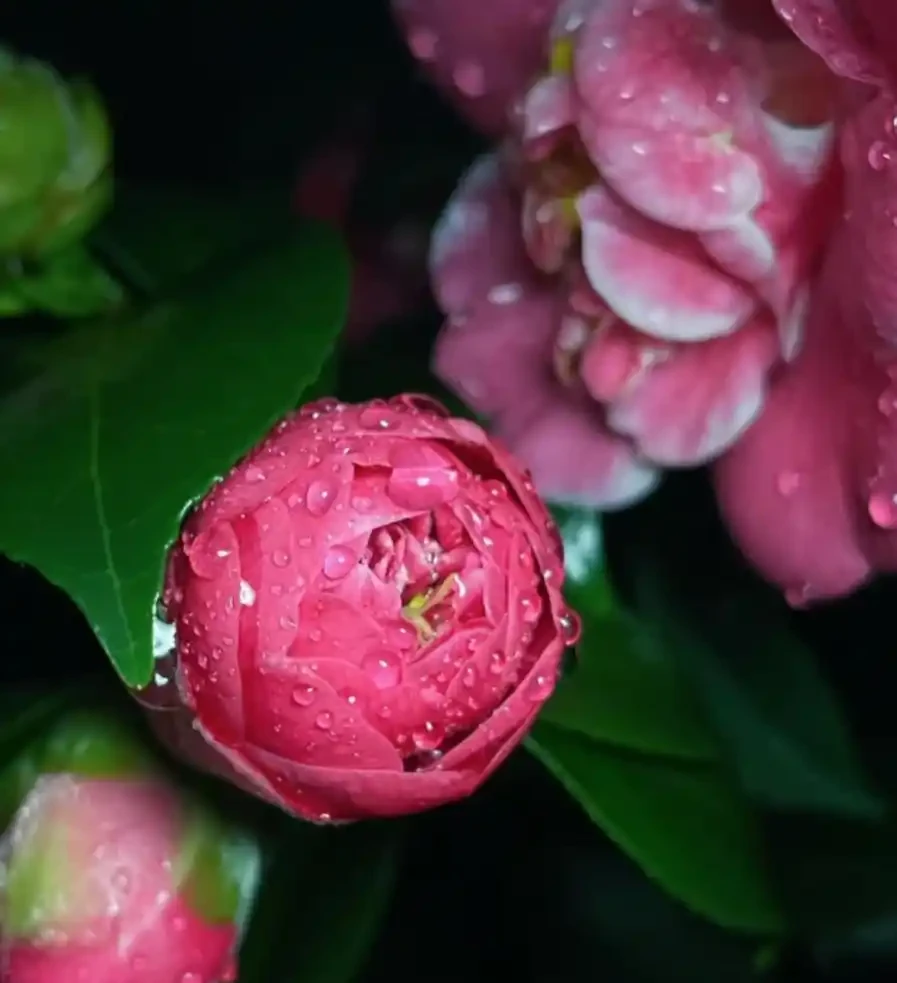 茶花最全養護指南,這麼養護,比玫瑰驚豔,花開滿盆,太美了!