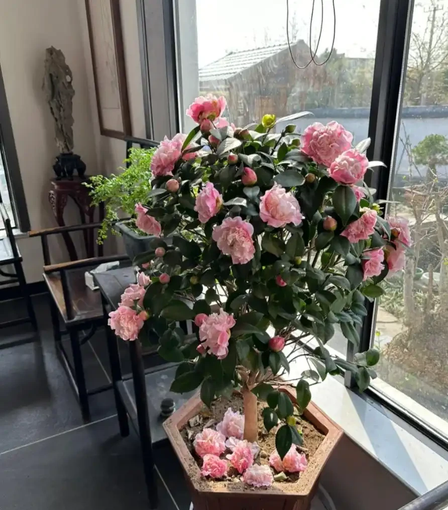 茶花最全養護指南,這麼養護,比玫瑰驚豔,花開滿盆,太美了!