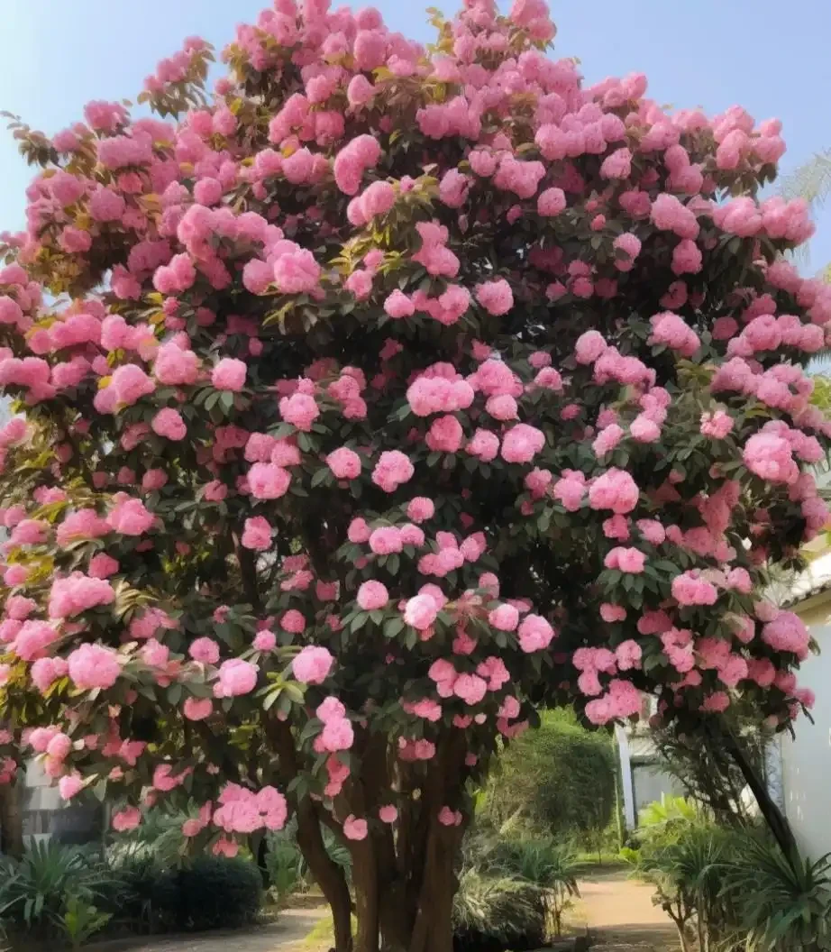 茶花最全養護指南,這麼養護,比玫瑰驚豔,花開滿盆,太美了!
