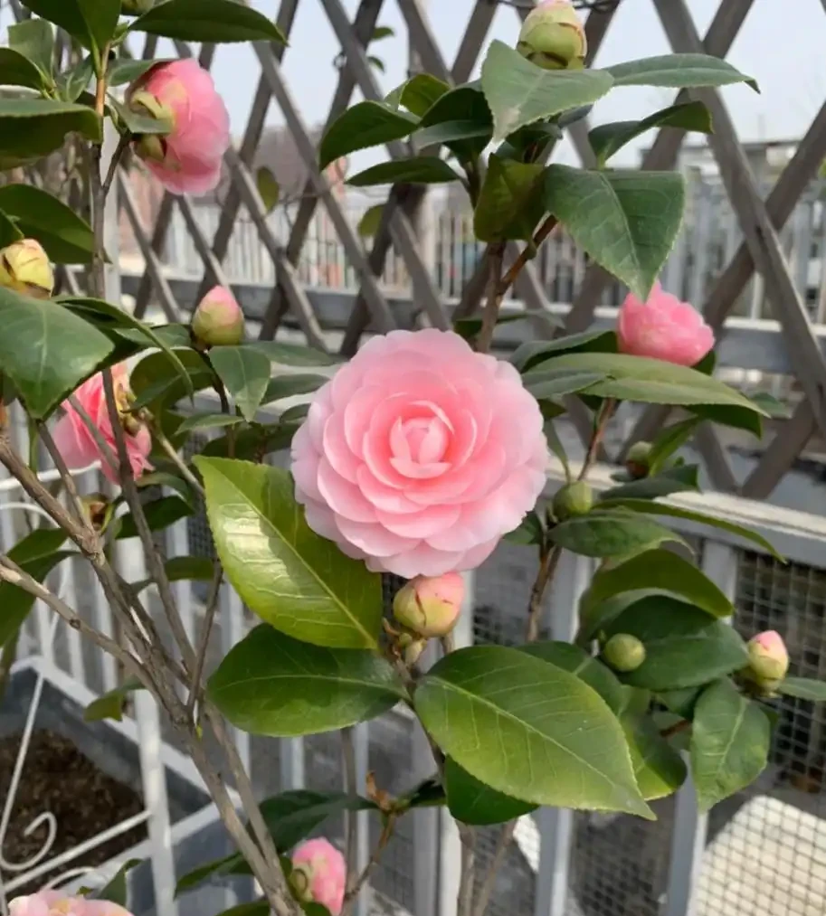 茶花最全養護指南,這麼養護,比玫瑰驚豔,花開滿盆,太美了!