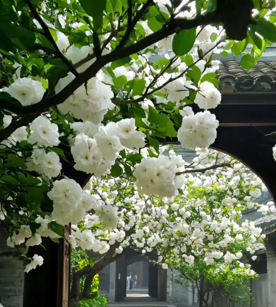 茶花最全養護指南,這麼養護,比玫瑰驚豔,花開滿盆,太美了!