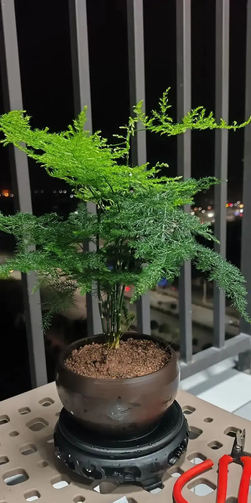 9種花「很養人」,放在臥室裡,好看又能「促睡眠」