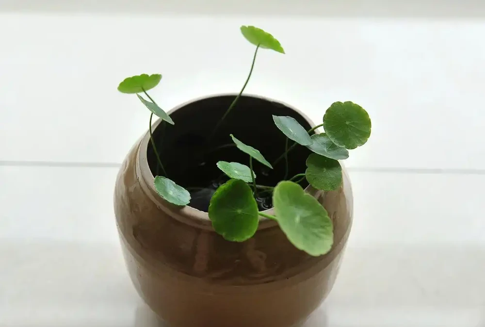 9種花「很養人」,放在臥室裡,好看又能「促睡眠」