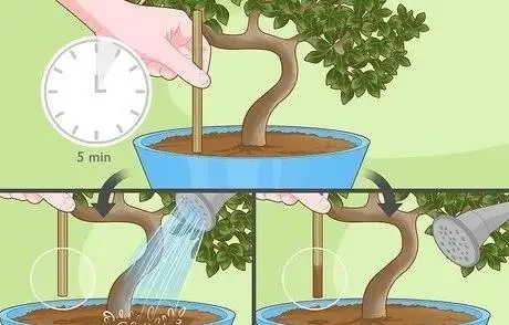 如何拯救一棵枯萎的盆栽樹