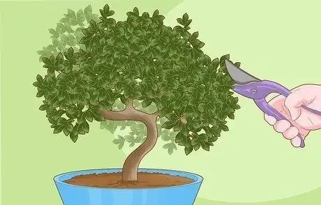 如何拯救一棵枯萎的盆栽樹