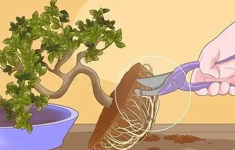 如何拯救一棵枯萎的盆栽樹