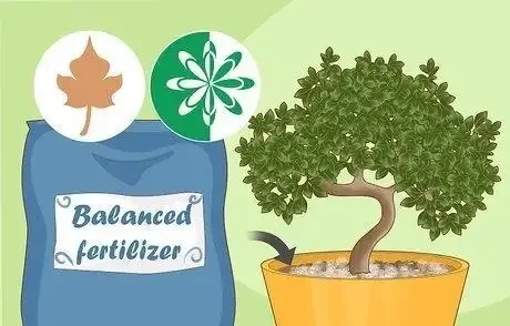 如何拯救一棵枯萎的盆栽樹