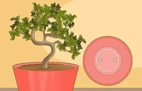 如何拯救一棵枯萎的盆栽樹