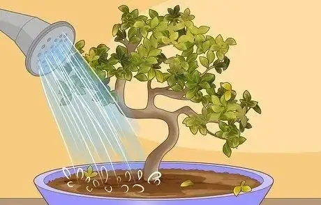 如何拯救一棵枯萎的盆栽樹