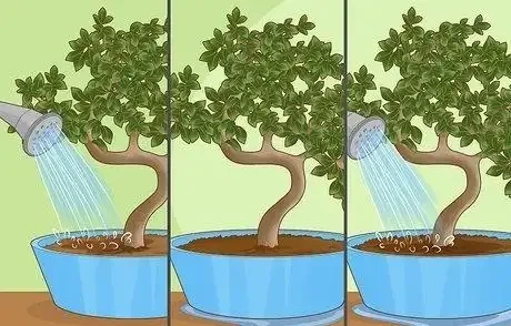 如何拯救一棵枯萎的盆栽樹
