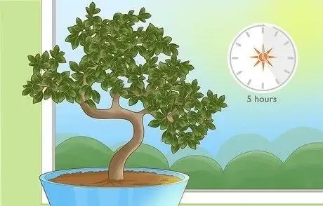 如何拯救一棵枯萎的盆栽樹