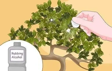 如何拯救一棵枯萎的盆栽樹