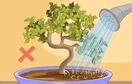 如何拯救一棵枯萎的盆栽樹