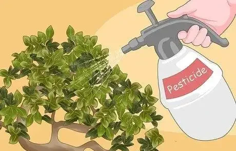 如何拯救一棵枯萎的盆栽樹