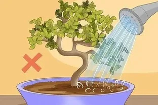 如何拯救一棵枯萎的盆栽樹