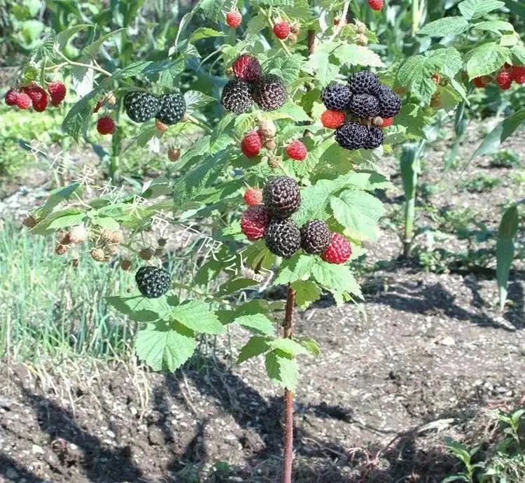 果樹施什麼肥料快速長粗長高