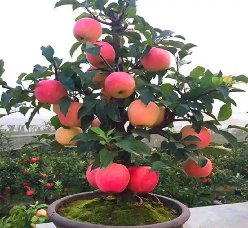 果樹施什麼肥料快速長粗長高
