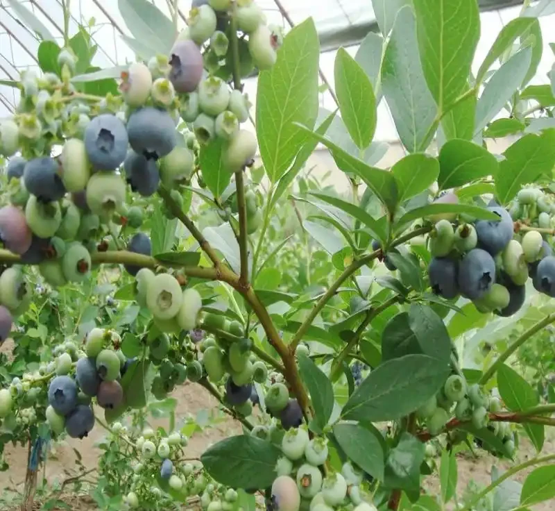 果樹施什麼肥料快速長粗長高