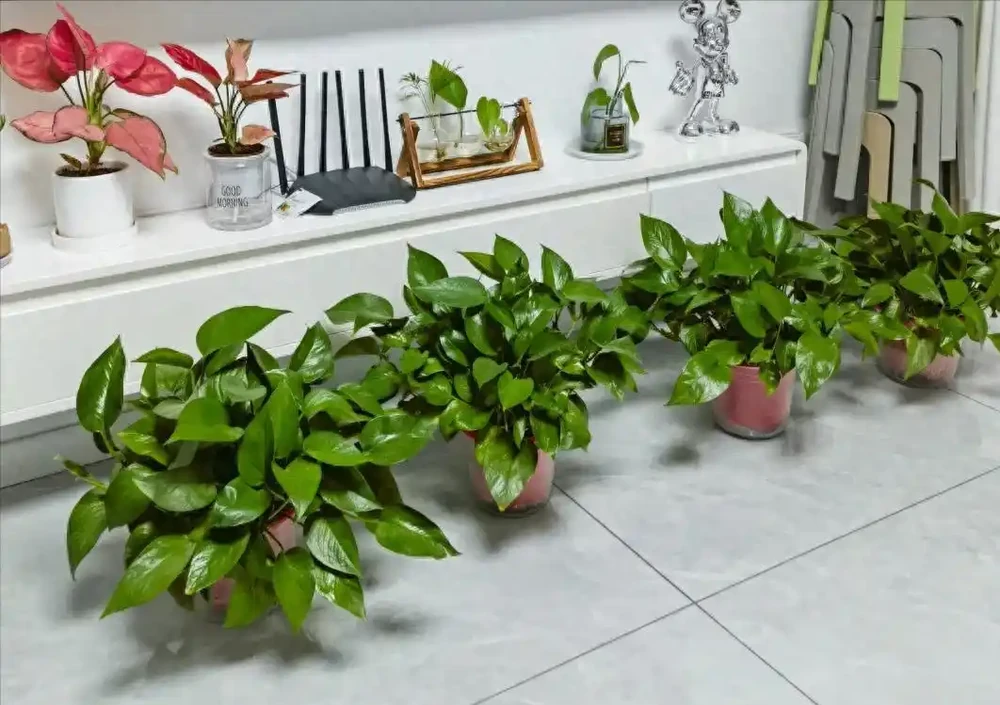 養黃金葛,只會「澆水」可不行,做到1曬、1勤,葉子綠得發亮