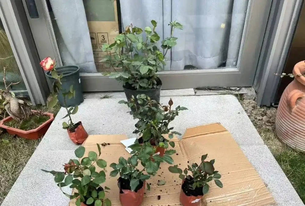 玫瑰從小苗養成大花球的完美養護指南,新手進階園藝高手