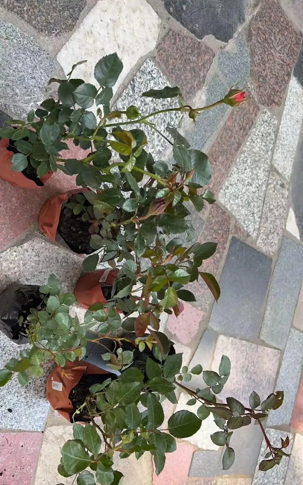 玫瑰從小苗養成大花球的完美養護指南,新手進階園藝高手