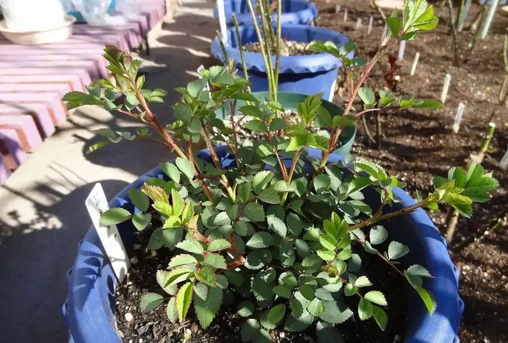 玫瑰從小苗養成大花球的完美養護指南,新手進階園藝高手