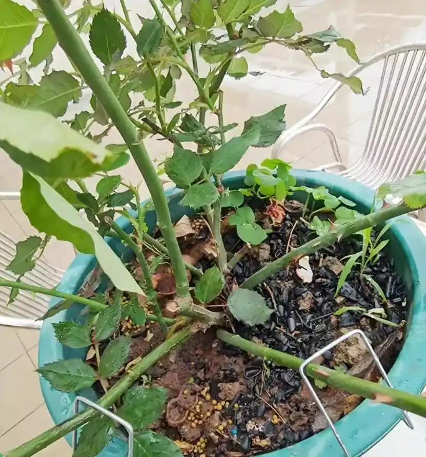 玫瑰從小苗養成大花球的完美養護指南,新手進階園藝高手