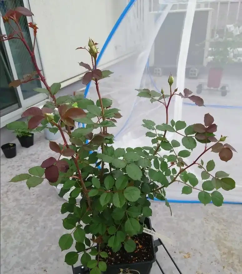 玫瑰從小苗養成大花球的完美養護指南,新手進階園藝高手