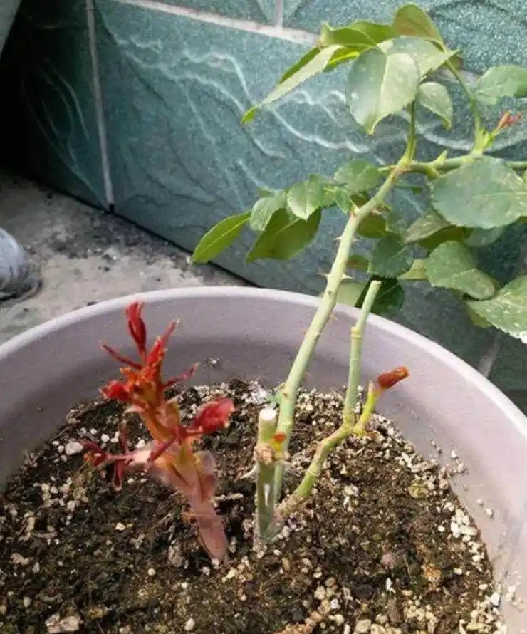 玫瑰從小苗養成大花球的完美養護指南,新手進階園藝高手