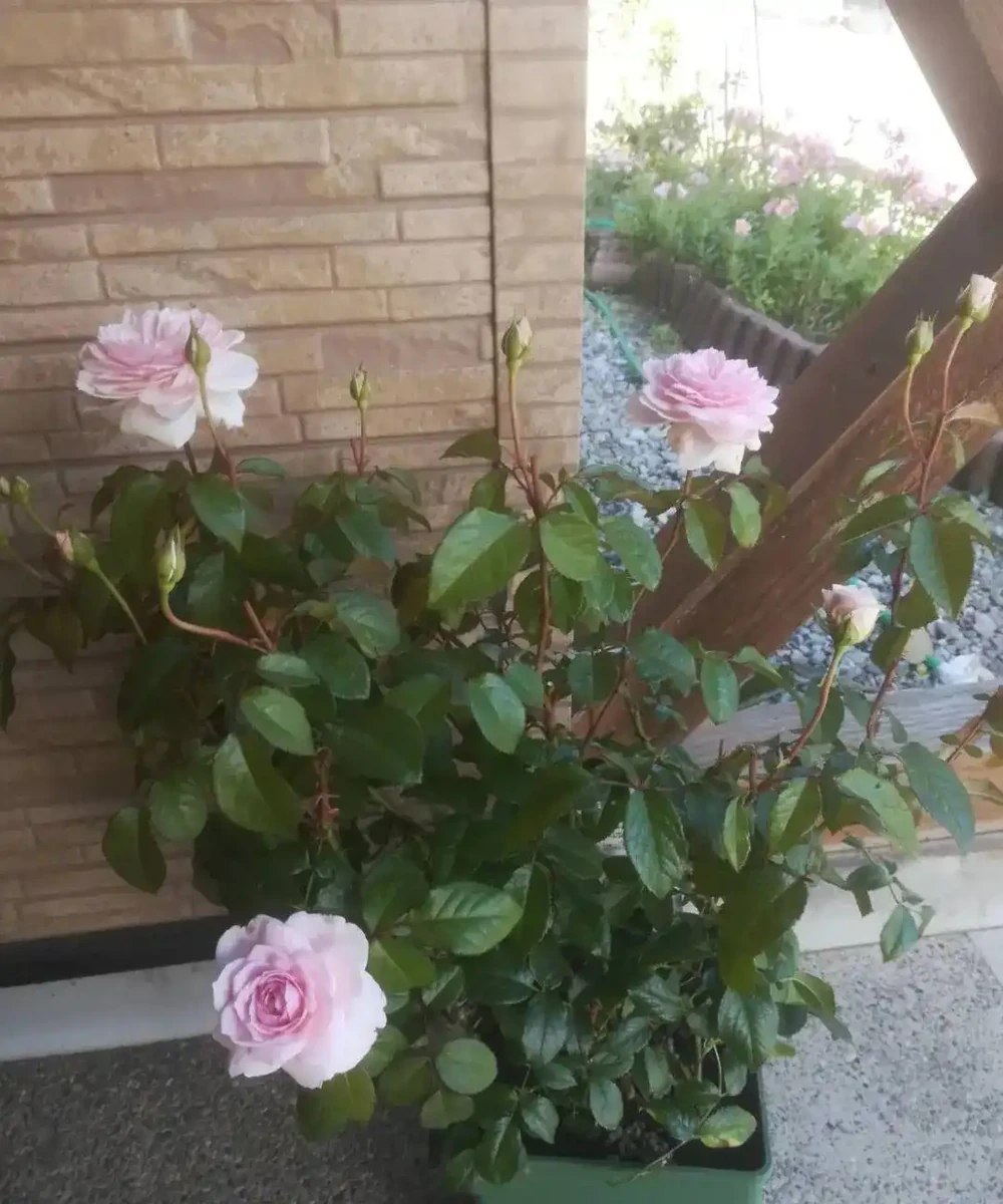玫瑰從小苗養成大花球的完美養護指南,新手進階園藝高手