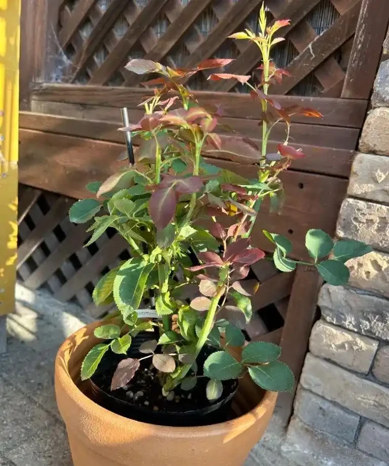 玫瑰從小苗養成大花球的完美養護指南,新手進階園藝高手