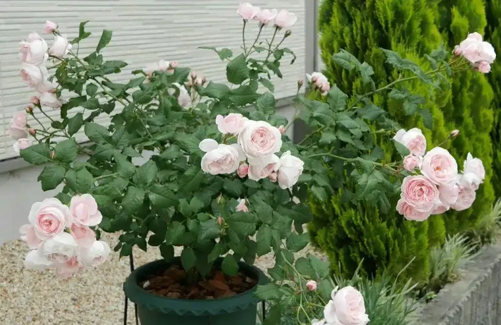 玫瑰從小苗養成大花球的完美養護指南,新手進階園藝高手