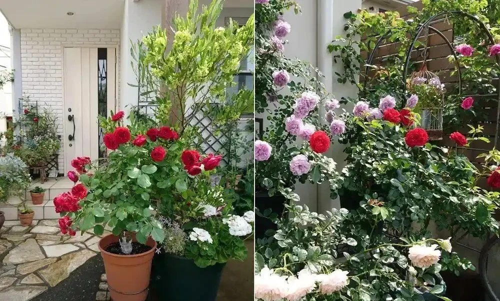 玫瑰從小苗養成大花球的完美養護指南,新手進階園藝高手