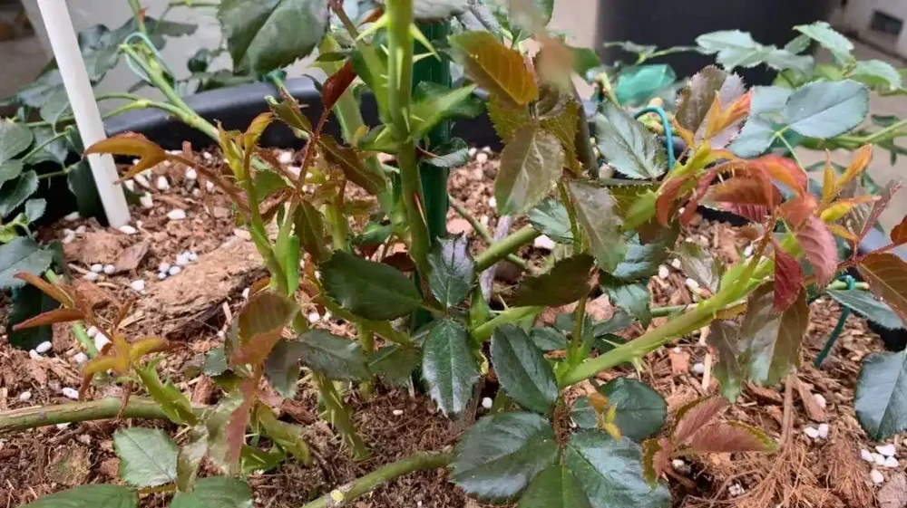 玫瑰從小苗養成大花球的完美養護指南,新手進階園藝高手