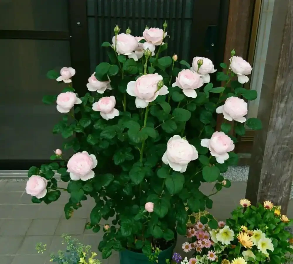 玫瑰從小苗養成大花球的完美養護指南,新手進階園藝高手