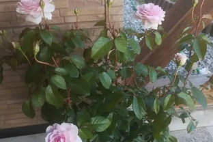 玫瑰從小苗養成大花球的完美養護指南，新手進階園藝高手