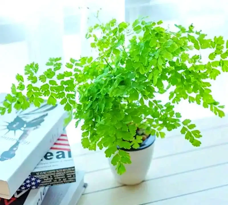 打造宜人綠意空間:封閉陽臺耐陰植物精選TOP10