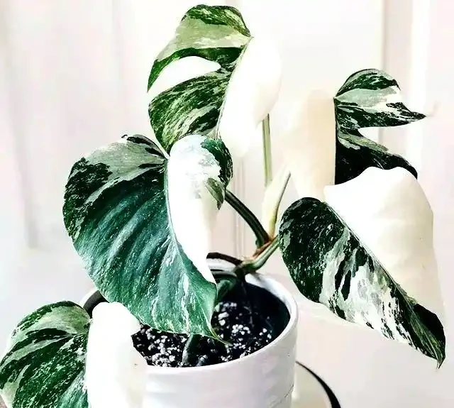 打造宜人綠意空間:封閉陽臺耐陰植物精選TOP10